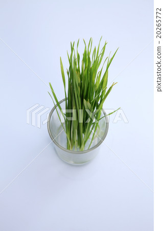 wheat grass 20265772