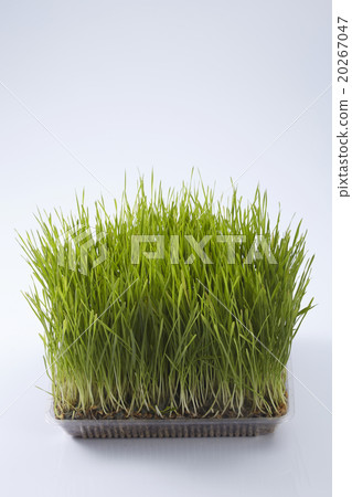 wheat grass 20267047