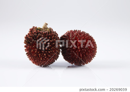 Pulasan or kapulasan fruit Pulasan or kapulasan fruit 20269039