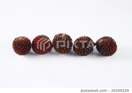Pulasan or kapulasan fruit Pulasan or kapulasan fruit 20269289