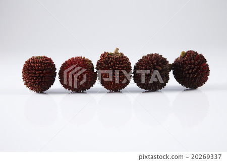 Pulasan or kapulasan fruit Pulasan or kapulasan fruit 20269337