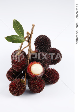 Pulasan or kapulasan fruit 20269444