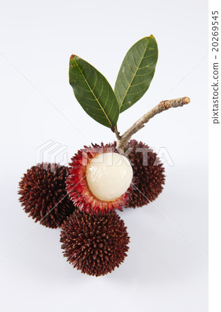 Pulasan or kapulasan fruit Pulasan or kapulasan fruit 20269545