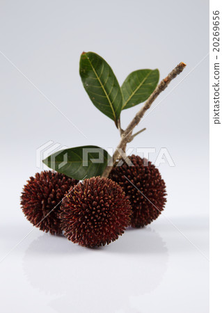 Pulasan or kapulasan fruit Pulasan or kapulasan fruit 20269656