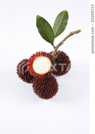Pulasan or kapulasan fruit Pulasan or kapulasan fruit 20269723