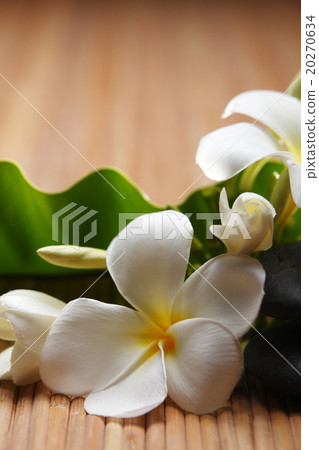 white plumeria 20270634