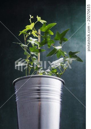 ivy plant 20270635