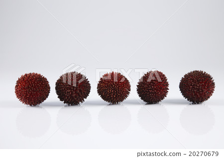 Pulasan or kapulasan fruit Pulasan or kapulasan fruit 20270679