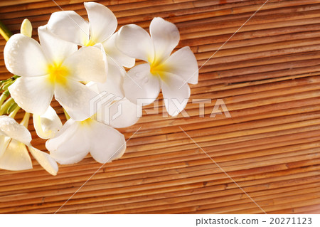 Frangipani blossom Frangipani blossom 20271123