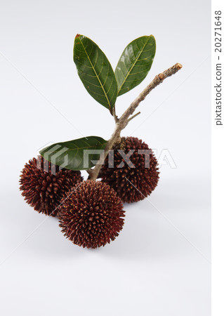 Pulasan or kapulasan fruit Pulasan or kapulasan fruit 20271648