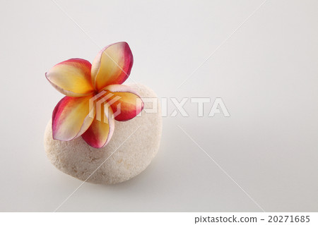 frangipani 20271685