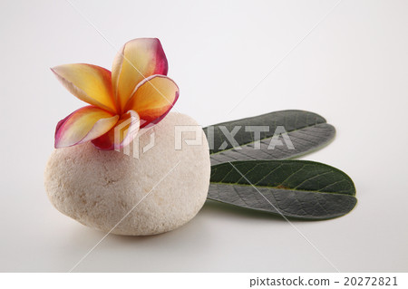 frangipani 20272821
