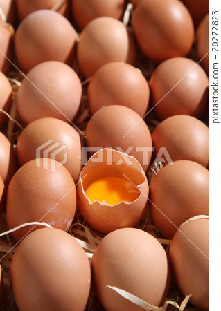 eggs 20272823