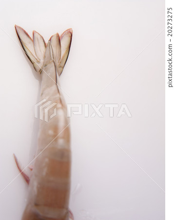 Tail of a shrimp Tail of a shrimp 20273275