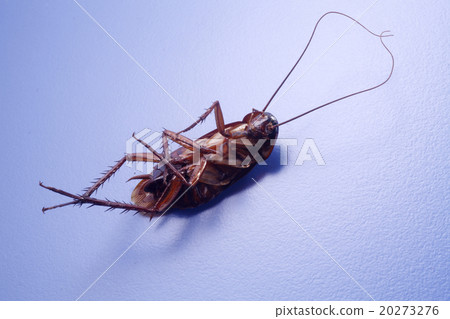 Cockroach 20273276