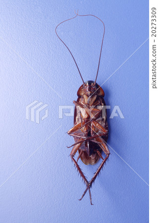 Cockroach 20273309