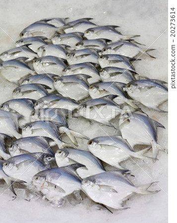 white pomfret 20273614