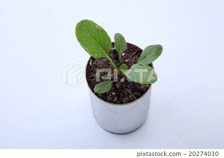 vegetable growing 20274030