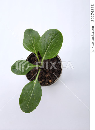 vegetable growing 20274828