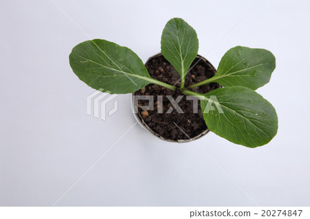 vegetable growing 20274847