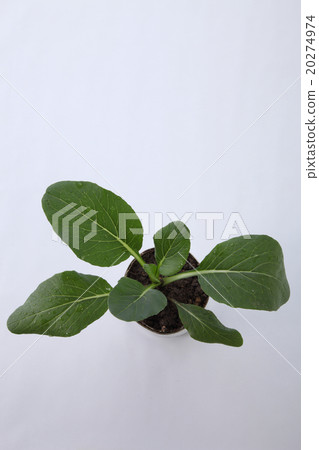 vegetable growing 20274974