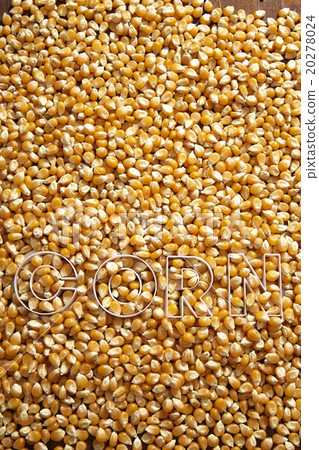 maize corn maize corn 20278024