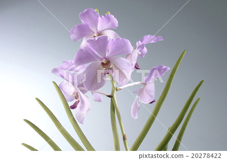 orchid orchid 20278422
