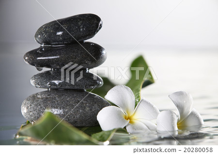 frangipani frangipani 20280058