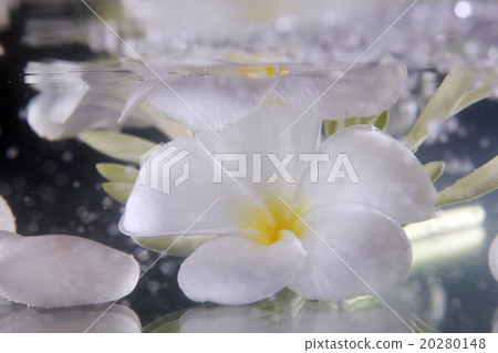 frangipani 20280148