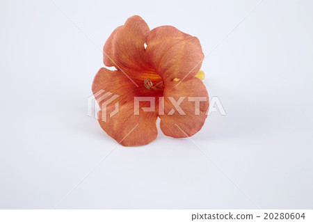 trumpet vine trumpet vine 20280604