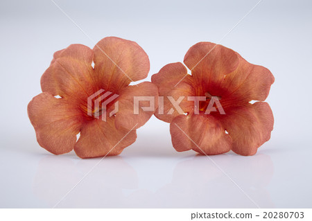 trumpet vine 20280703