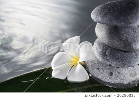 frangipani frangipani 20280833