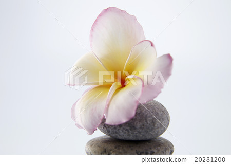 zen zen 20281200