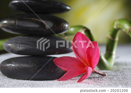 frangipani 20281208