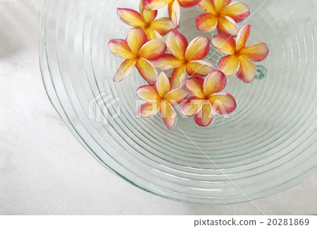 orange frangipani orange frangipani 20281869