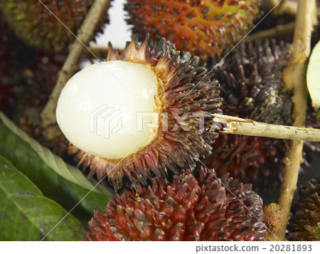 Buah Pulasan Fruit Buah Pulasan Fruit 20281893