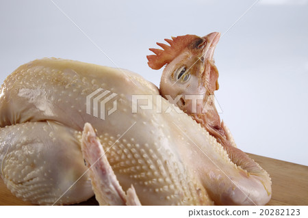 Crude Hen Crude Hen 20282123
