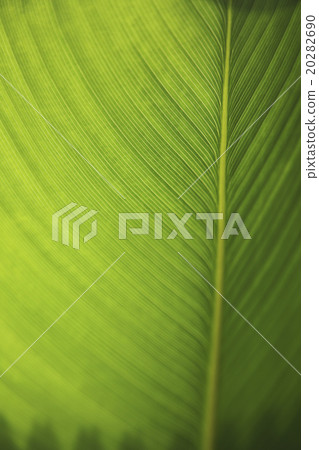 leaf veins 20282690