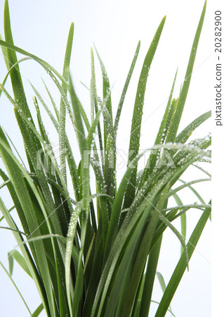 garli chives garli chives 20282900
