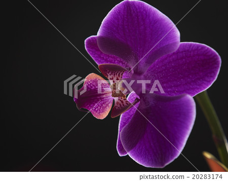orchid 20283174