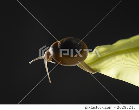snail 20283213