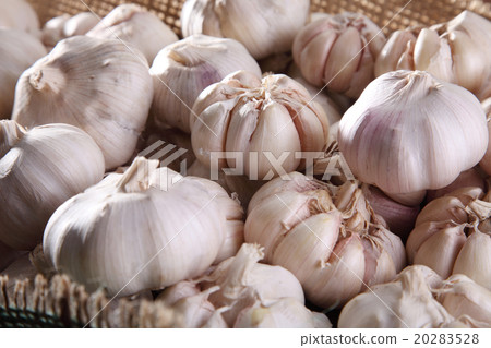 garlic garlic 20283528