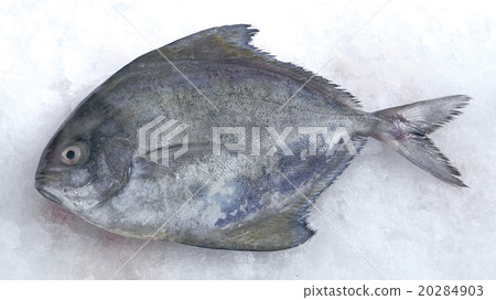 Bawal hitam fish 20284903