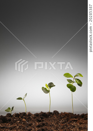 growing growing 20285387