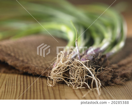 root of spring onion root of spring onion 20285388