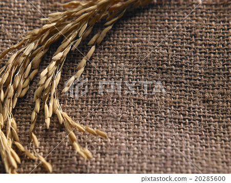 paddy paddy 20285600