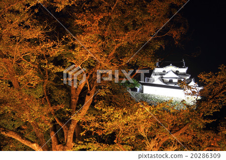 November Shiga Hikone Castle · Temporary crown lighting up and autumn leaves 20286309