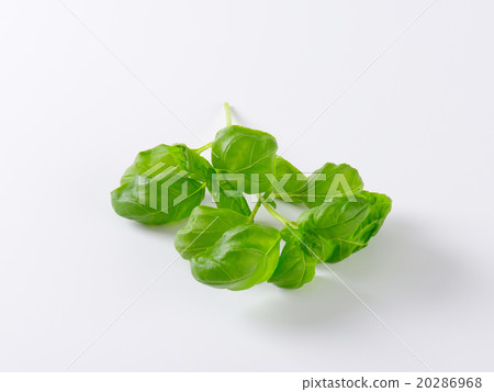 圖庫照片: fresh basil leaves