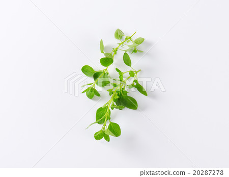 fresh oregano sprigs fresh oregano sprigs 20287278