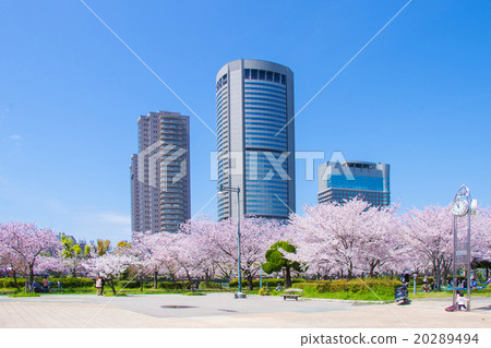 櫻花和城市 櫻花和城市 20289494